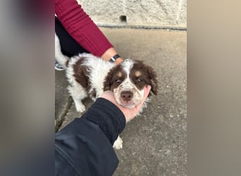 Polly sucht ihr Glück