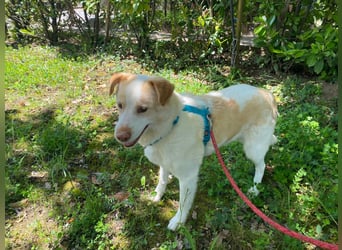 Brandy sucht sein Glück