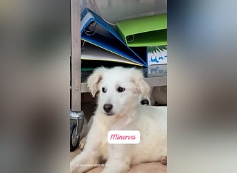 Minerva sucht ihre Menschen