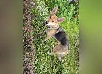 Ella auf Pflegstelle in Deutschland