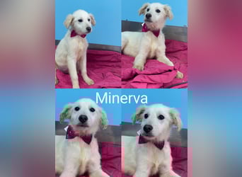 Minerva sucht ihre Menschen