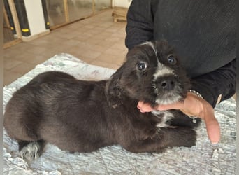 Carmelita sucht ihr für immer Zuhause