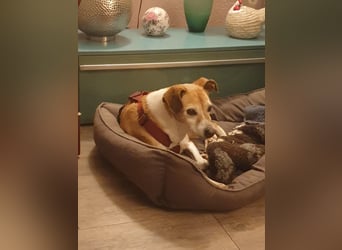 Tolle Hündin sucht ihr Glück