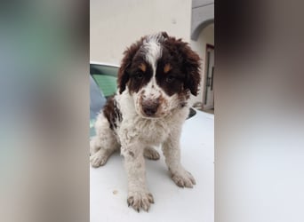 Polly sucht ihr Glück