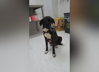 Luna sucht ihr Zuhause