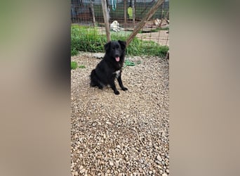 Giada sucht ihr für immer Zuhause