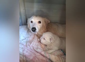 Noah sucht seine Menschen