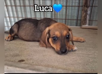 Luca möchte ankommen