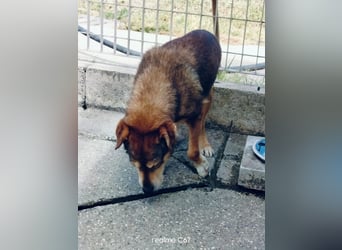Patone möchte endlich ankommen