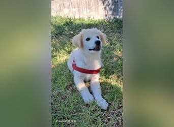 Molly sucht ihre Herzensmenschen
