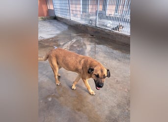 Torquato sucht sein Glück