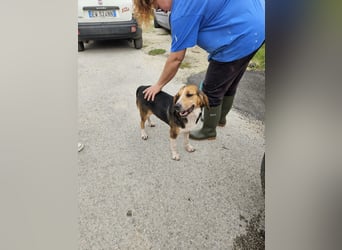 Daniele sucht sein Glück