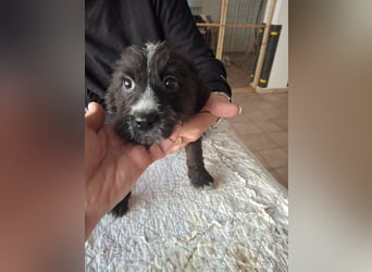 Carmelita sucht ihr für immer Zuhause