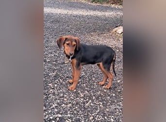 Romeo sucht seine Menschen