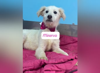 Minerva sucht ihre Menschen