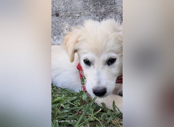 Molly sucht ihre Herzensmenschen