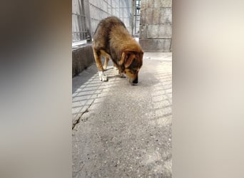 Patone möchte endlich ankommen