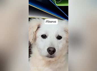 Minerva sucht ihre Menschen