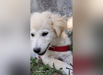 Molly sucht ihre Herzensmenschen