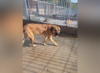 Torquato sucht sein Glück