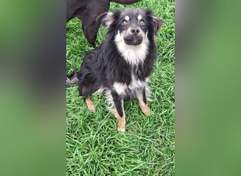 Geda sucht ihr Zuhause