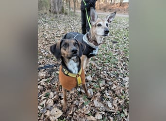 Bim - aktive Knutschkugel sucht ihr Zuhause