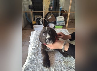 Carmelita sucht ihr für immer Zuhause