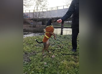 Bim - aktive Knutschkugel sucht ihr Zuhause