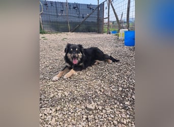 Geda sucht ihr Zuhause