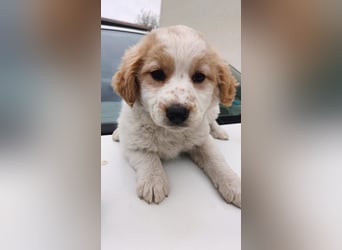 Giada sucht ihre Familie