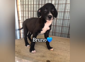 Bruno sucht sein für immer Zuhause