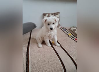 Noah sucht seine Menschen