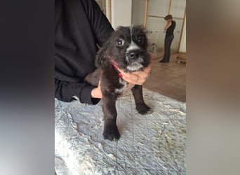 Carmelita sucht ihr für immer Zuhause