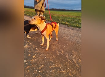 Tolle Hündin sucht ihr Glück