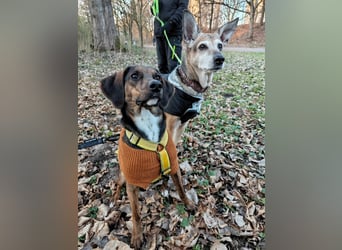 Bim - aktive Knutschkugel sucht ihr Zuhause