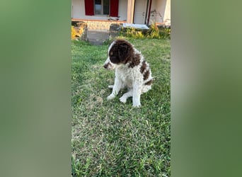 Polly sucht ihr Glück