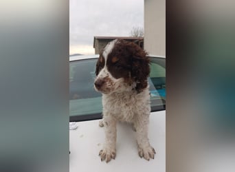 Polly sucht ihr Glück
