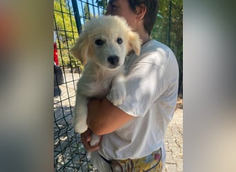 Molly sucht ihre Herzensmenschen
