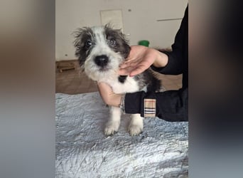 Joau möchte ankommen