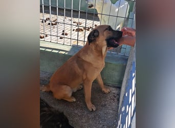 Torquato sucht sein Glück