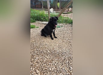 Giada sucht ihr für immer Zuhause