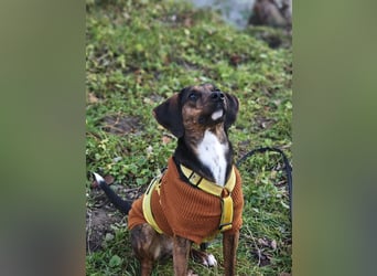 Bim - aktive Knutschkugel sucht ihr Zuhause