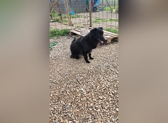 Giada sucht ihr für immer Zuhause