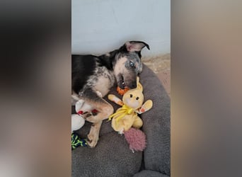 Spot sucht seine Menschen