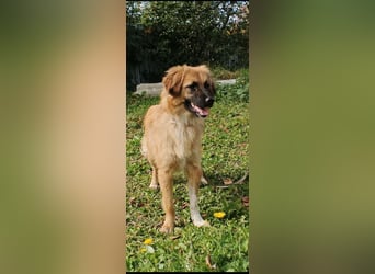 Meri - sucht ihr Für -immer -Zuhause ❤️❤️❤️❤️