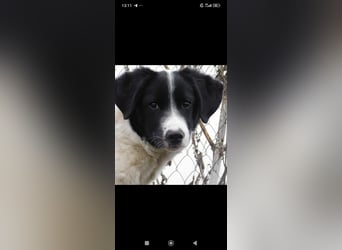 Bim- liebevoller jünger Rüde sucht seine Familie ❤️❤️❤️❤️