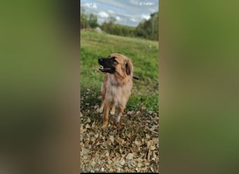 Meri - sucht ihr Für -immer -Zuhause ❤️❤️❤️❤️