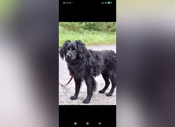 Antochka – ein besonderer Spaniel-Mischling sucht seine Familie ❤️