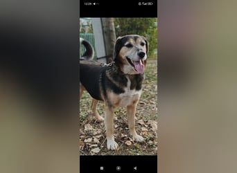 Rem sucht sein Für -immer -Zuhause ❤️