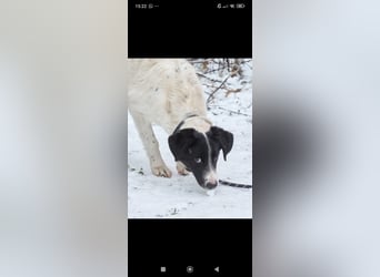 Bim- liebevoller jünger Rüde sucht seine Familie ❤️❤️❤️❤️